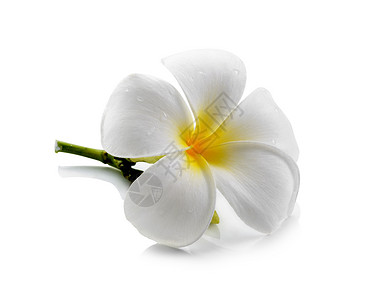 孤立的白本白本底花朵花朵花瓣茉莉花黄色邀请函白色卡片热带温泉背景图片