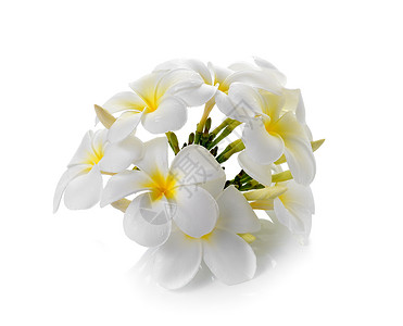 孤立的白本白本底花朵黄色白色温泉卡片邀请函花瓣热带茉莉花花朵背景图片