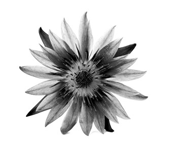 美丽的莲花 白色背景上孤立的青莲花朵热带黑色叶子花瓣植物冥想植物群背景图片