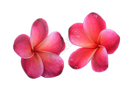 在白色背景上孤立的花朵 Frangipani异国黄色情调花瓣温泉粉色红色热带植物背景图片