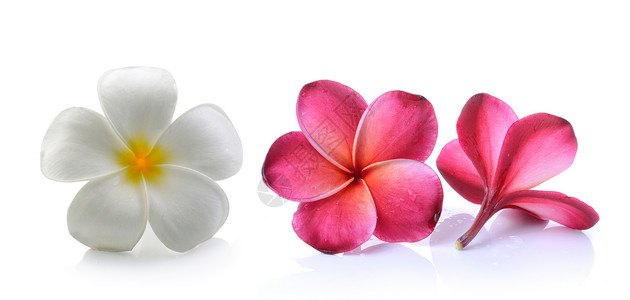 孤立的白本白本底花朵邀请函花瓣花朵卡片黄色白色茉莉花温泉热带背景图片