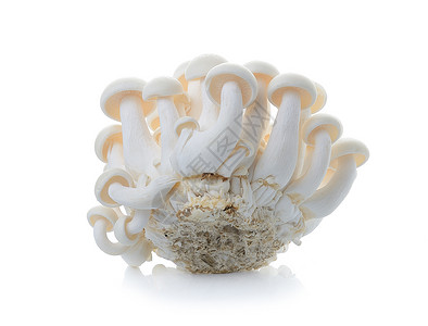 镶嵌图在白背景上被孤立的白色蘑菇蔬菜食物大理石美味美食生活团体垂体植物菌类背景