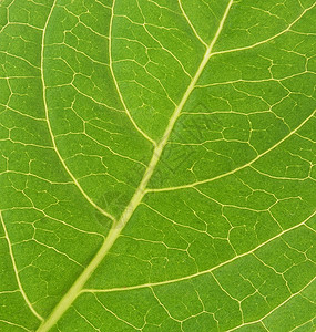 树叶纹理绿色生活植物群植物宏观植物学生态静脉背景图片