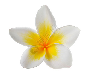 在白色背景上孤立的花朵 Frangipani黄色花瓣茉莉花卡片邀请函热带温泉背景图片