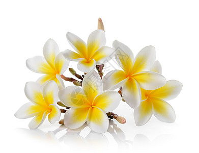 在白色背景上孤立的花朵 Frangipani卡片茉莉花热带邀请函温泉花瓣黄色背景图片
