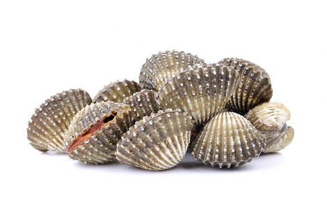 白色背景的新鲜黑鲜壳类贝类食品扇贝食物海鲜背景图片