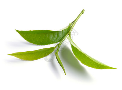 在白色背景中孤立的绿茶叶叶草本树叶叶子植物群宏观生长植物草本植物饮料背景图片