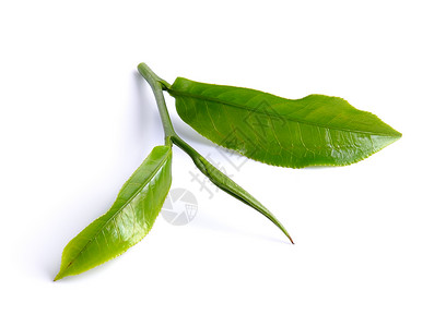 在白色背景中孤立的绿茶叶叶饮料草本植物树叶植物叶子生长草本宏观植物群背景图片