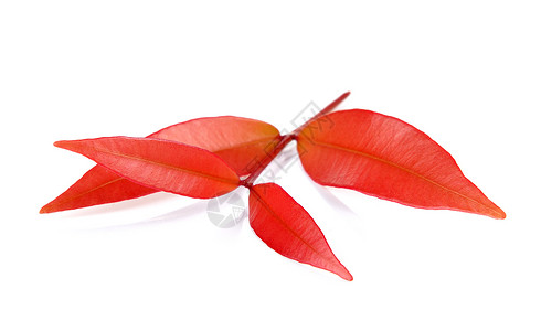 白色背景上的红页红色植物静脉树叶季节性季节宏观背景图片