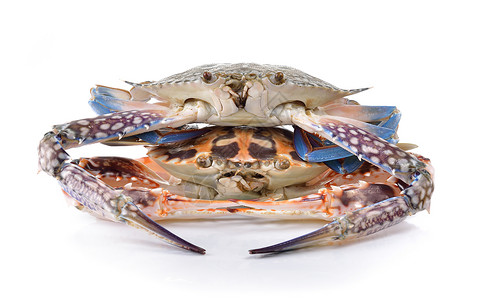 白色背景上的螃蟹动物锯齿状青蛙甲壳海鲜黑色绿色红树食物背景图片