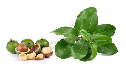 白种背景的坚果白色核心树叶食物种子水果棕色团体背景图片