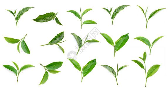 慕那尔在白色背景中孤立的绿茶叶叶阳光植物群营养场景农村生长宏观农业热带高地背景