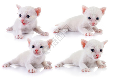婴儿小猫工作室猫科宠物猫咪动物幼兽毛皮白色头发背景图片
