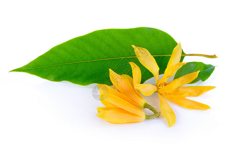 含笑白背景的香巴卡植物香气黄色花瓣植物群花粉白色玉兰热带背景