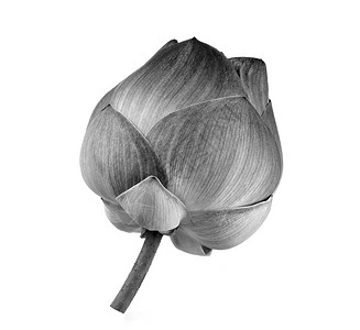 黑白莲花背景图片