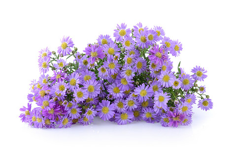 白色背景的紫花朵花朵紫丁香宏观蓝色紫色花束植物背景图片