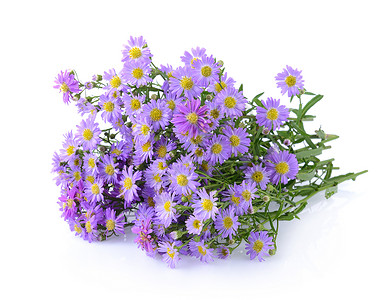 白色背景的紫花朵蓝色植物花束紫色宏观紫丁香花朵背景图片