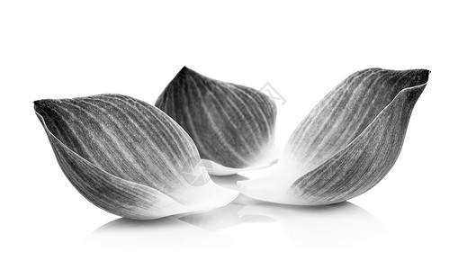 黑白花瓣白色装饰品植物黑色背景图片