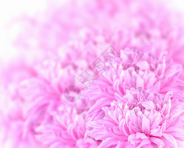 模糊样式下软色花朵婚礼卡片粉色玫瑰背景图片