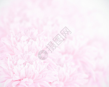 模糊样式下软色花朵粉色玫瑰卡片美丽婚礼背景图片