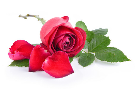 红玫瑰 白背景有叶子红色白色花瓣植物礼物庆典背景图片