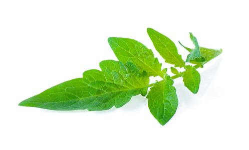 白纸上隔离的西红柿叶生长绿色白色宏观植物农业叶子花园树叶蔬菜背景图片