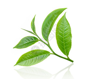 白背景孤立的茶叶叶枝条白色饮料草本植物种植园植物树叶草本植物群叶子背景图片