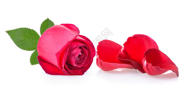 红玫瑰 白背景有叶子红色植物白色花瓣庆典礼物背景图片