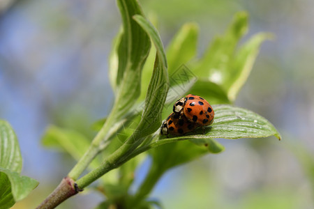 春天的女虫生态区系绿色场地宏观植物生物学野生动物昆虫黑色背景图片