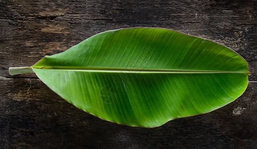 蕉叶铺底绿色的新鲜的高清图片