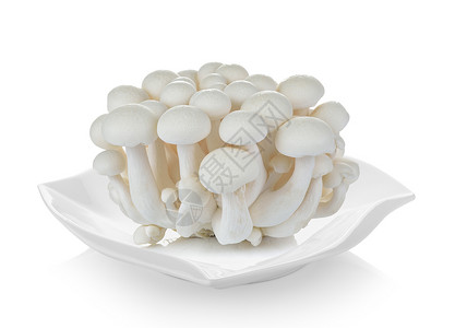 小树蘑菇花边白蘑菇 Shimeji蘑菇 花边的食用蘑菇背景