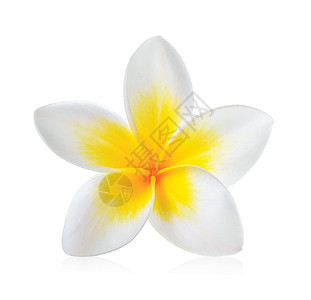 在白色背景上孤立的花朵 Frangipani黄色热带温泉邀请函卡片花瓣茉莉花背景图片