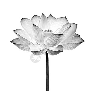 黑白素材莲花白色背景上孤立的黑白莲花月花植物植物群百合花朵花瓣荷花粉色热带背景