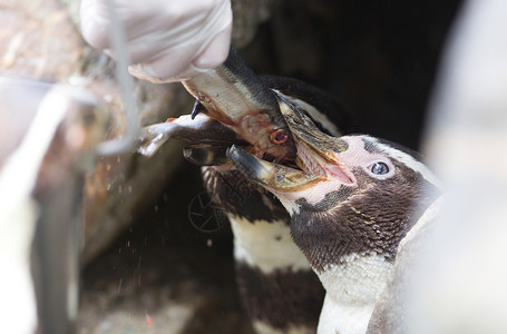 正在吃鱼水獭Pinguin正在进食支撑生活游泳企鹅野生动物海洋微笑异国情调燕尾服背景