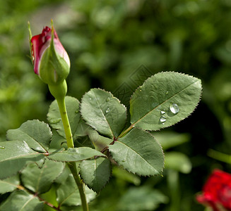 玫瑰叶 有雨滴背景图片
