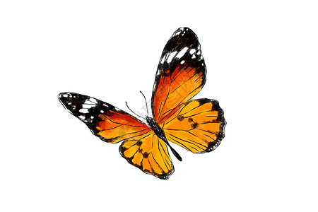 孤立在白色背景上的美丽帝王蝶 逼真的手绘插图 昆虫收藏背景图片