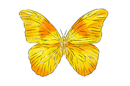 美丽的黄蝴蝶在白色背景上被隔离 真实的手画图解 昆虫收集 (笑声)背景图片