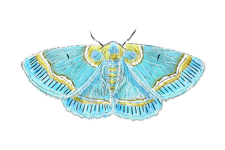 美丽的蓝色飞蛾在白色背景上被隔离 真实的手画图解 昆虫收集背景图片