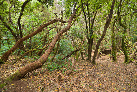 金丝雀桂冠树木费岛自然高清图片