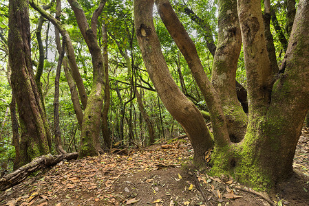 金丝雀桂冠树木自然美丽的高清图片