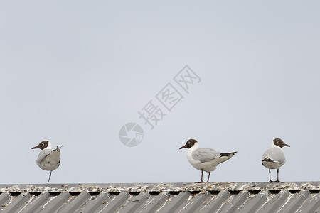 三个黑头海鸥站在屋顶上黑色白色天空蓝色动物金属背景图片