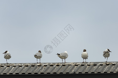 5个黑头海鸥站在屋顶上高清图片