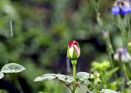 雨芽在雨中露出鲜芽 天然模糊背景团体衣冠玫瑰植物群草地花瓣水滴飞溅靛青植物背景