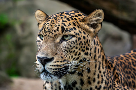 锡兰豹 豹豹 豹派教徒 大斑猫公园哺乳动物豹属热带荒野国家野生动物丛林捕食者背景图片
