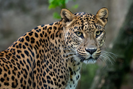 锡兰豹 豹豹 豹派教徒 大斑猫国家公园荒野热带哺乳动物捕食者丛林豹属野生动物背景图片