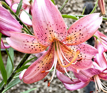 粉红百合花百合宏观雌蕊味道花瓣植物群脆弱性植物背景图片