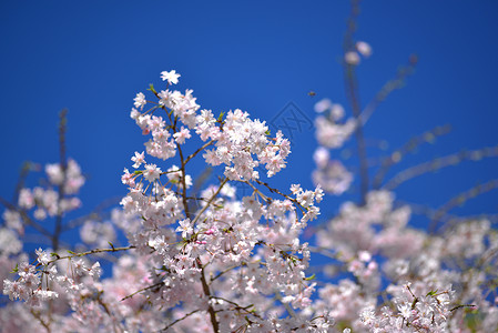 春樱花白色粉色季节背景图片