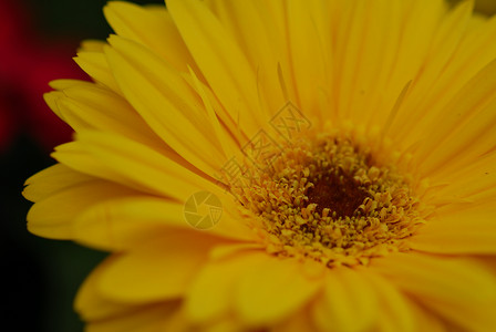 黄色的雪贝拉花朵花朵园艺植物群花瓣背景图片