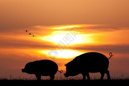 日落时猪背景图片