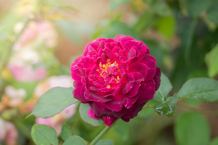 花园里的玫瑰花日光植物群玫瑰树叶粉色花瓣情人绿色背景图片